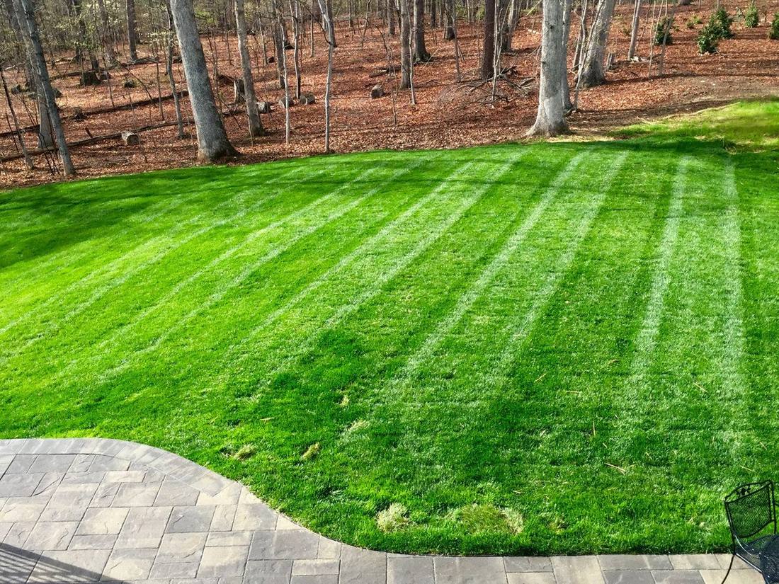 Lawn at the edge of the woods